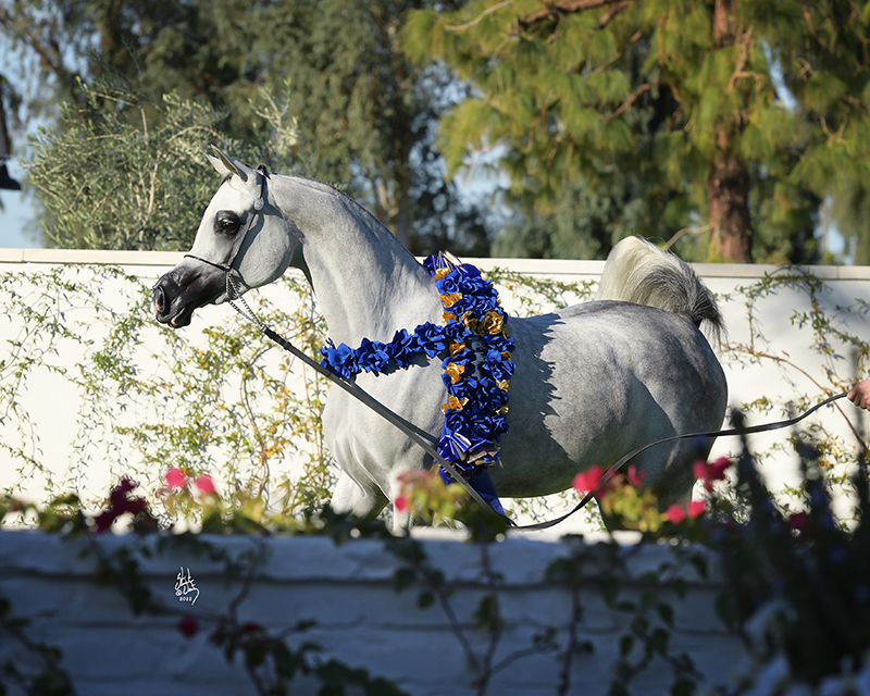 OFW Luxxury Is Named U.S. National Champion